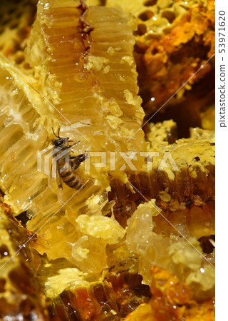 蜂窩特寫鏡頭材料背景在從蜂箱子取出以後 53971620
