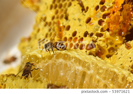蜂窩特寫鏡頭材料背景在從蜂箱子取出以後 53971621
