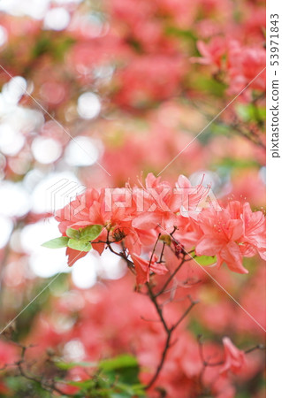 Ezo Yamatsuji 53971843
