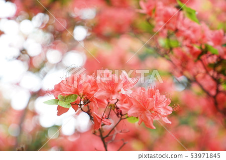 Ezo Yamatsuji Ezo Yamatsuji 53971845
