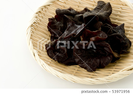 Lively grouper Lively grouper 53971956