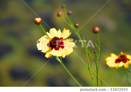 Harshid花 Harshid花 53972055