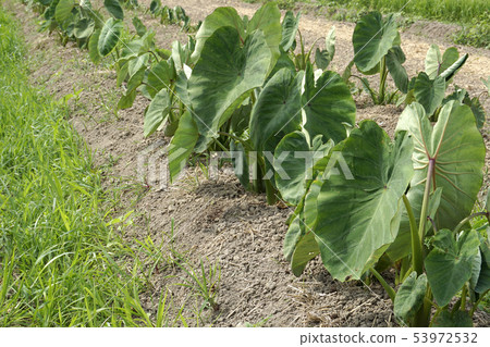 Taro field Taro field 53972532