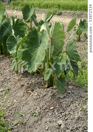 Taro field Taro field 53972534