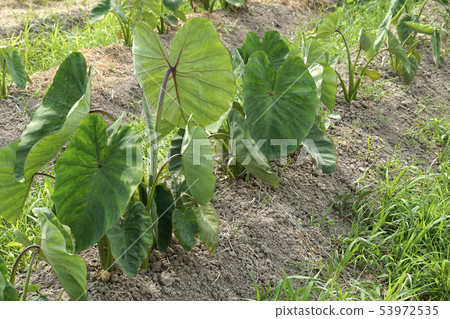 Taro field Taro field 53972535