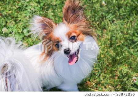 Papillon和三葉草 Papillon和三葉草 53972850