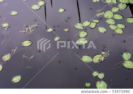 水黽科 水黽科 53972990