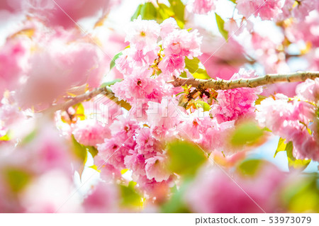 Beautiful spring cherry blossom bloom sunny day Beautiful spring cherry blossom bloom sunny day 53973079