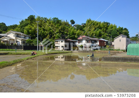 在東京郊區種植水稻開始八王子市 53973208