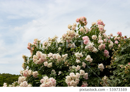 千葉縣玫瑰花八千代市 53973389