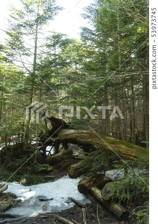 雪地上倒下的樹木遠足徑[苔蘚森林/5月]/長野縣佐久穗町[八千穗高原] 53973745