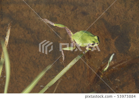圍場青蛙 53973884