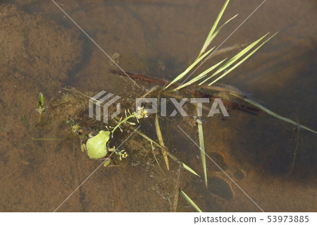 圍場青蛙 53973885