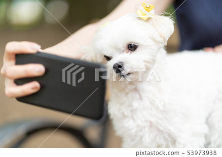 Maltese pet smartphone 53973938