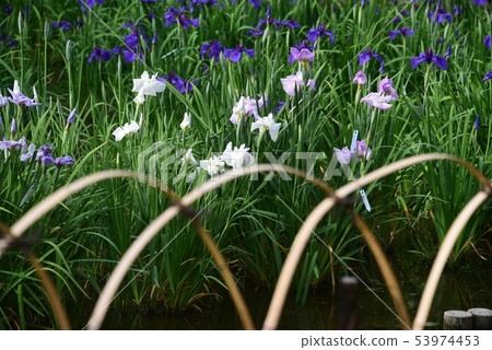 Bamboo fence and flower shobu Bamboo fence and flower shobu 53974453