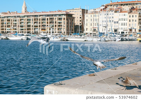 Seagull 53974602