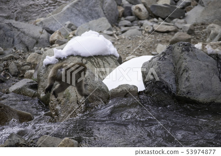 Child monkey jumping Child monkey jumping 53974877