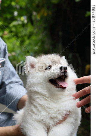 西伯利亞哈士奇犬小狗 53974985