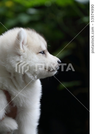 Siberian husky puppy Siberian husky puppy 53974990