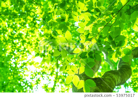 Fresh green and eco image 53975017