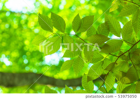 Fresh green and eco image Fresh green and eco image 53975050