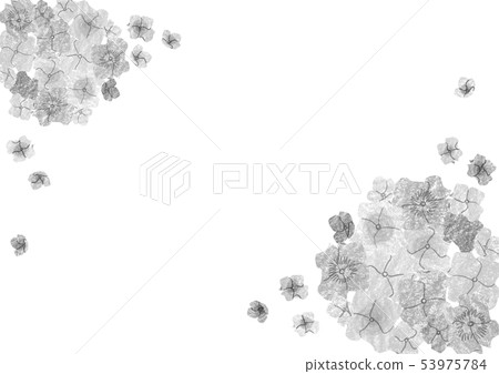 Hydrangea monochrome illustration 53975784