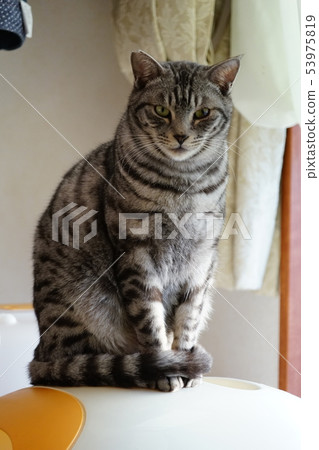 Cat sitting on the toilet hood Cat sitting on the toilet hood 53975819