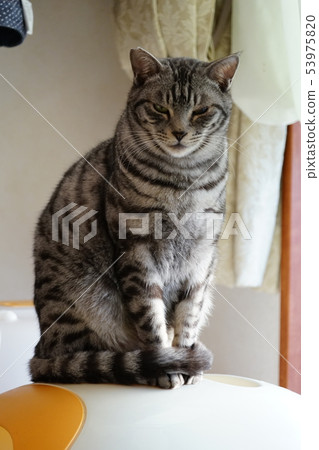 貓坐在馬桶罩 貓坐在馬桶罩 53975820