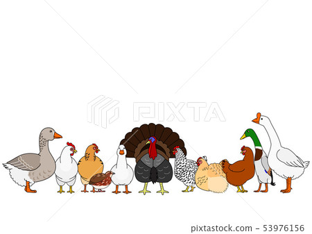 Poultry in cartoon style 53976156