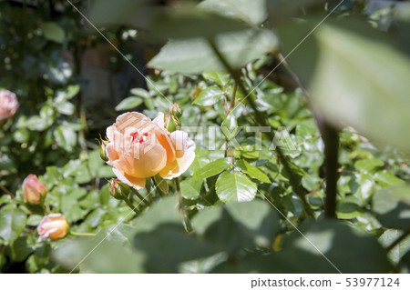 Rose garden gardening image Rose garden gardening image 53977124