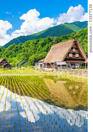 "Gifu prefecture" Shirakawago Gassho village, rice planting season "Gifu prefecture" Shirakawago Gassho village, rice planting season 53977138