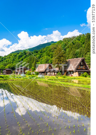 "Gifu prefecture" Shirakawago Gassho village, rice planting season "Gifu prefecture" Shirakawago Gassho village, rice planting season 53977139