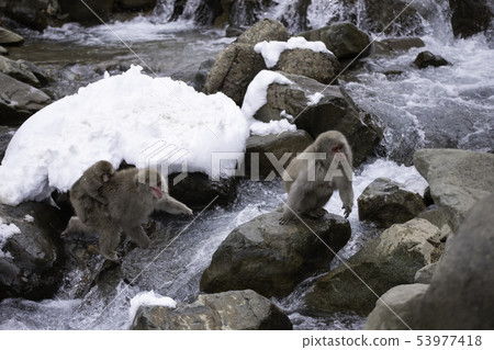 Monkey River Walk 53977418