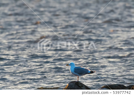 European Herring Gull standing on a rock in the 53977742