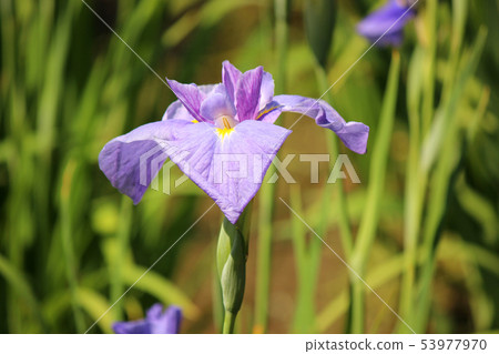 Flowering Koishikawa Korakuen flower garden (5) 53977970