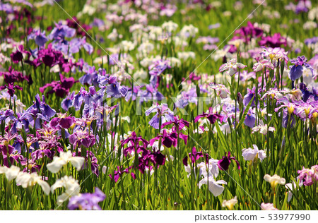 Hanashobu of Koishikawa Korakuen that is in full bloom (8) 53977990