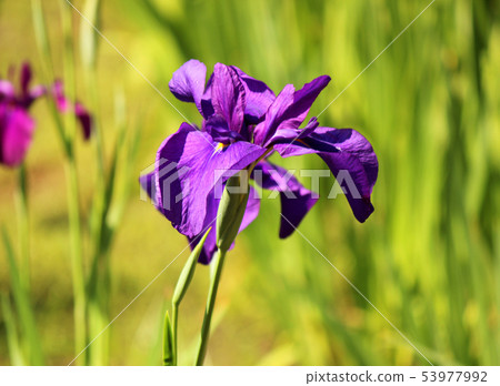 Purple Hanashobu of Koishikawa Korakuen (2) 53977992