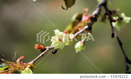 Goi j yellow cherry Goi j yellow cherry 53978222