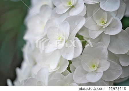 White cassava hydrangea petals White cassava hydrangea petals 53978248