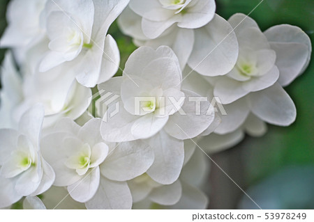 白木薯繡球花瓣 白木薯繡球花瓣 53978249