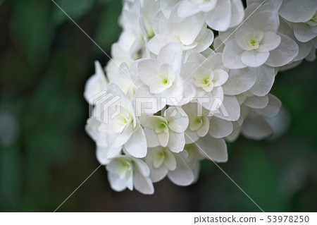White cassava hydrangea petals White cassava hydrangea petals 53978250