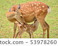 Deer parent and child 53978260