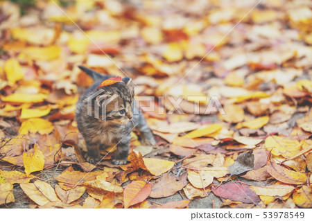 kitten is walking on fallen leaves 53978549