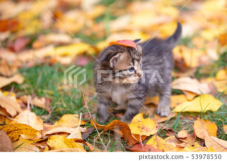 kitten is walking on fallen leaves 53978550