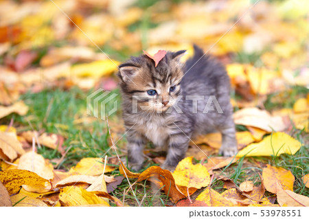 kitten is walking on fallen leaves 53978551