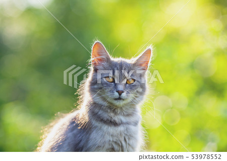 Siberian cat sitting in the garden in summer 53978552