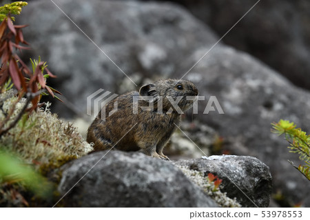 Pikachu rabbit Pikachu rabbit 53978553