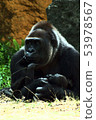 Illustration style Relaxing parent and child gorilla Illustration style Relaxing parent and child gorilla 53978567