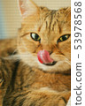 Illustration style ☆ art cat Perorincho Mikan Illustration style ☆ art cat Perorincho Mikan 53978568