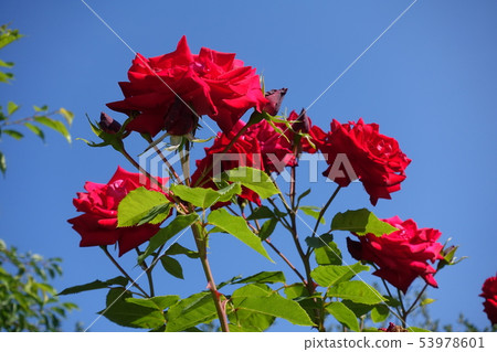 Red rose and blue sky Red rose and blue sky 53978601